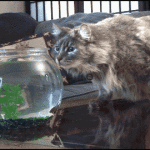 Cat Shark Attack