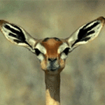 antelope chewing