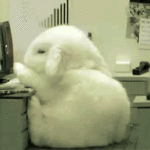 bunny sleep work