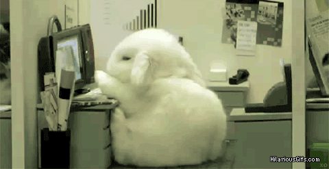 bunny-sleep-work.gif