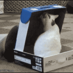 cat closes box on other cat