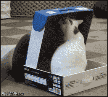 cat-closes-box-on-other-cat.gif