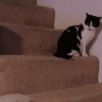cat falling down stairs