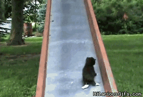 Cat Falling Down a Slide