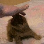 cat roll