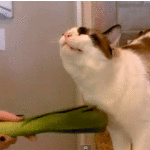 cat rub on neck