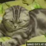 cat sleep boop