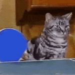 cats playing ping pong