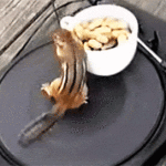 chipmunk on a record