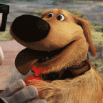 dog from up