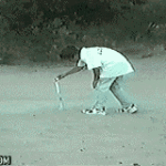 dog grabs firework