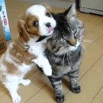dog playing with cat