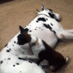 dog sitting on dog