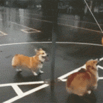 dog tetherball