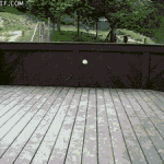 dog with tennis balls