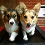 dogs on treadmill