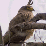 falcon shock