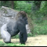gorilla walk