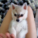 high five dog