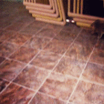 koala walk