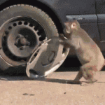 Stealing Hubcaps