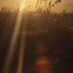 nature gif