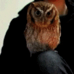 owl hide