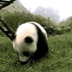 panda rolling