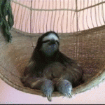 sloth hanging out