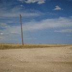 tumbleweed