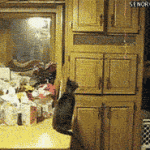 Cat Captures Baloon