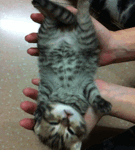 Folding a cat