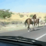 Horse Runs Through Car