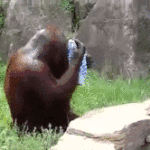 Orangutan Using a towel like a human