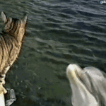 cat and dolphin playing