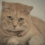 cat crying