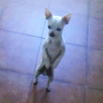 dog dancing