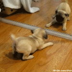 dog playing with himself in mirror