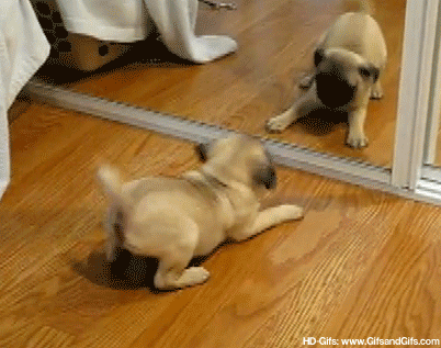 dog-playing-with-himself-in-mirror.gif