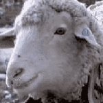 sheep chewing then stare