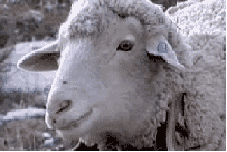 http://gifrific.com/wp-content/uploads/2012/06/sheep-chewing-then-stare.gif