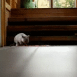 Baby Wombat running down hallway