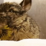 Animal Gifs