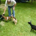 Buttermilk the Goat knocks down other goat