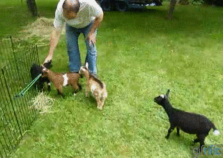 Buttermilk-the-Goat-knocks-down-other-goat.gif