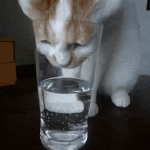 Cat drinking water in glass
