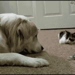 Cat touching dog on the nose