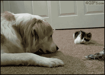 Cat-touching-dog-on-the-nose.gif