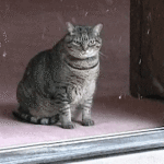 Cat watching snow