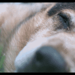 Dog Opening Eye Cinemagraph